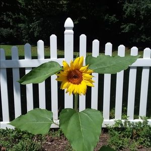 Meet your Posher, Jules